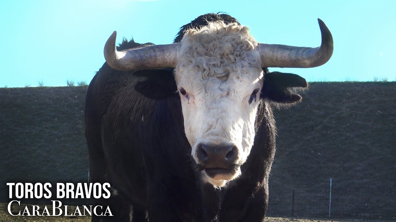 El Toro Bravo CARA BLANCA Como Surge Ganaderia de Toros Bravos BELLALUCIA 2022