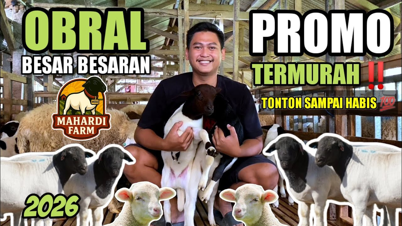 PROMO BAKAR HARGA DOMBA TERMURAH HARI INI BUNTINGAN DORPER, TEXEL, MERINO, SULFOK DI MAHARDI FARM
