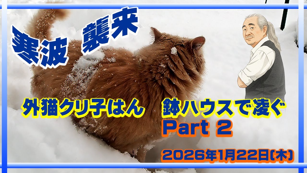 外猫クリ子はん　大雪の中外猫鉢ハウス　雪とネコさん