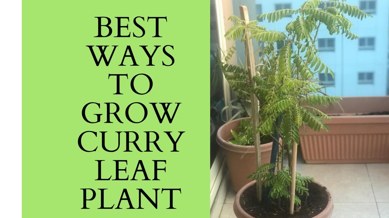 How to grow curry leaf plant in pot//best ways to grow healthy curry leaves plant