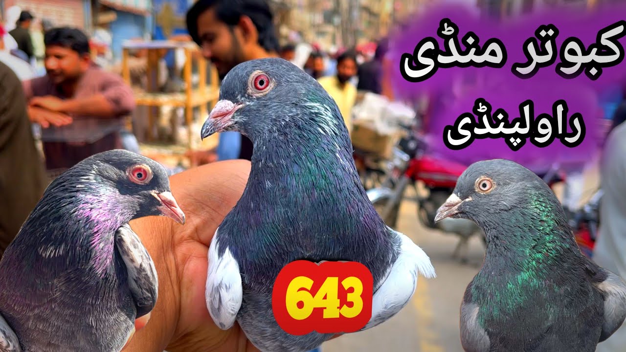 643 | Rawalpindi Kabootar Mandi | Today 7/3/2026 | Latest Update High Flyer Pigeon Market Price 