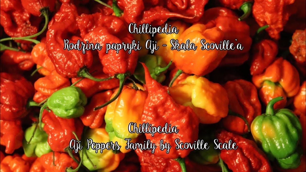 Chillipedia   Rodzina Aji | Aji Pepper Family by Scovile Scale