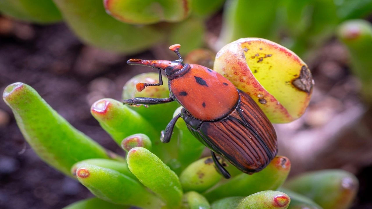 Rhynchophorus ferrugineus insect