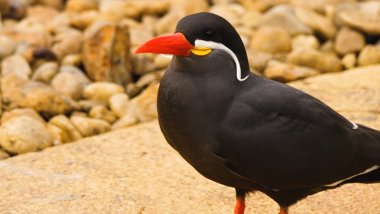 Inca tern