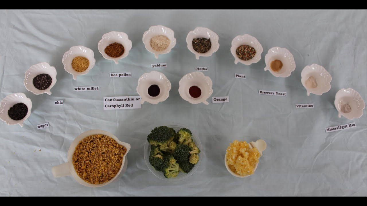 Canary Egg Food 2021