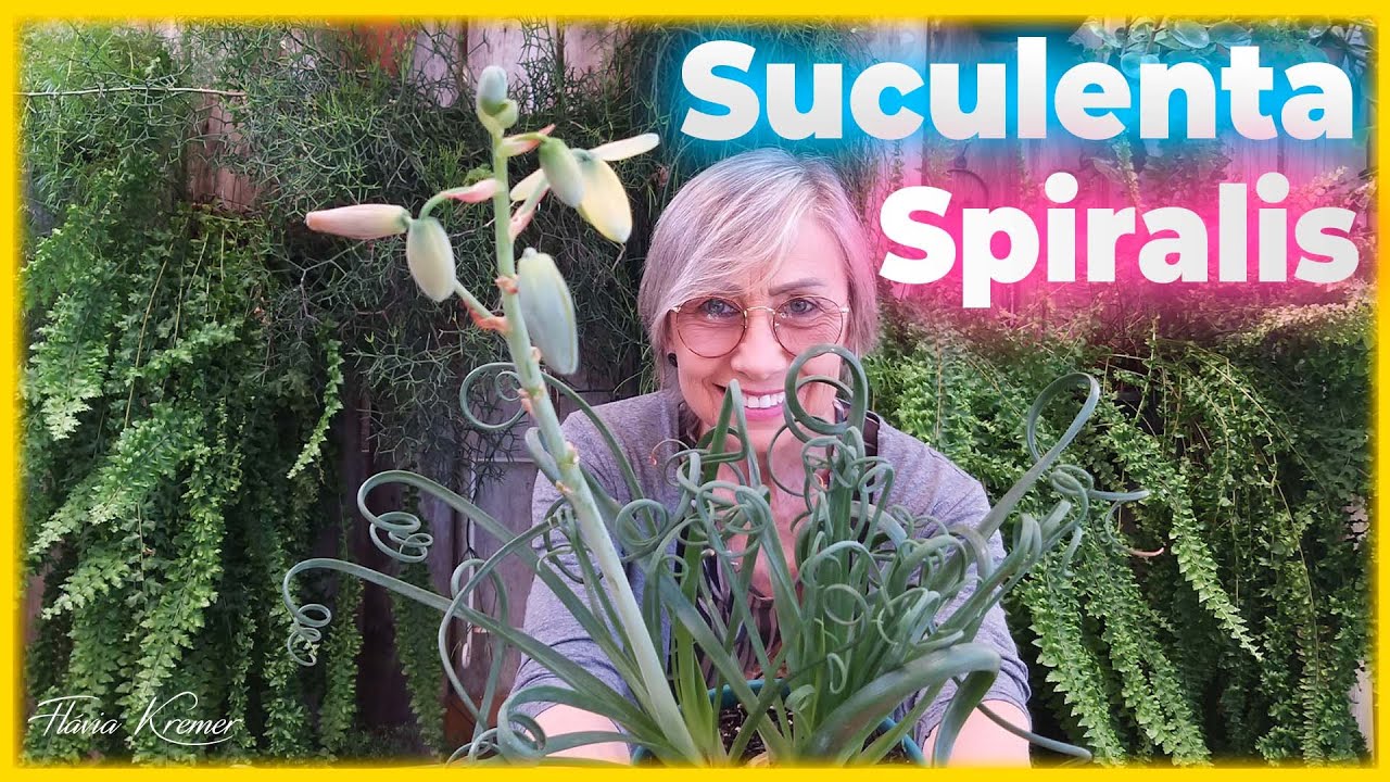 Suculenta Spiralis - Albuca spiralis - Como cuidar | Flávia Kremer