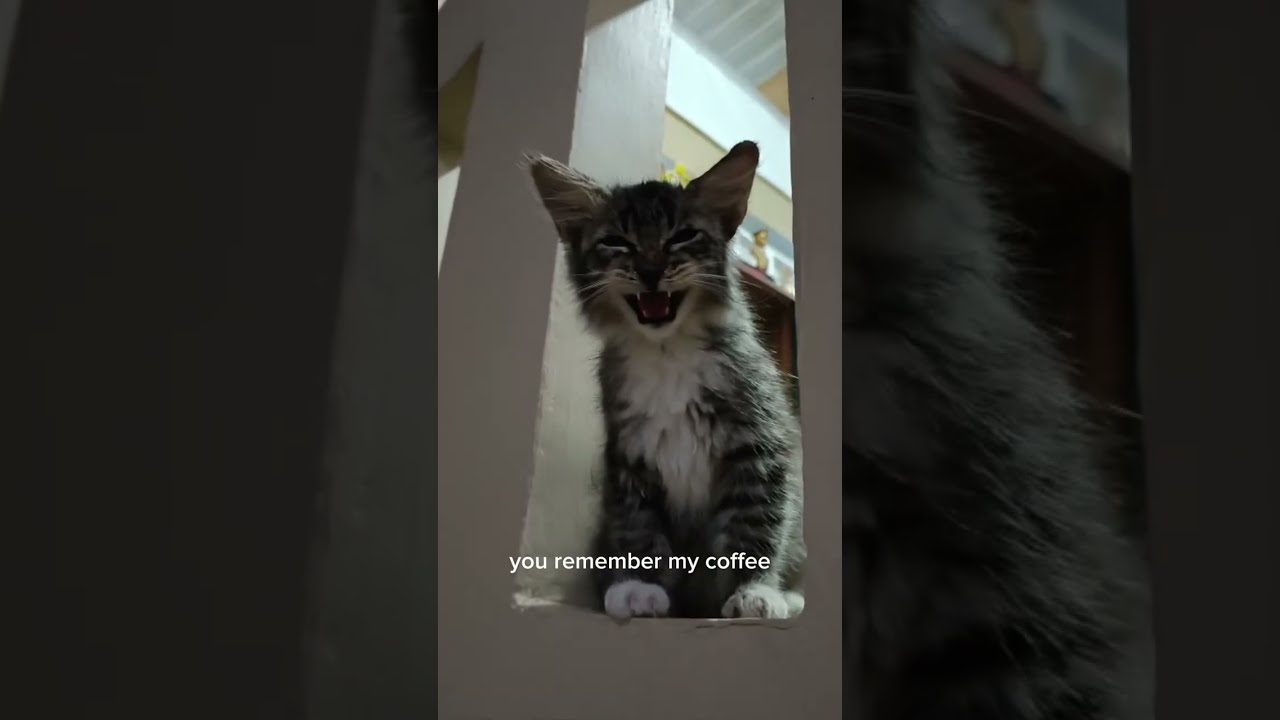 Marnie, this is about you, this song dedicated to my wife, #music #viral #catvideos 