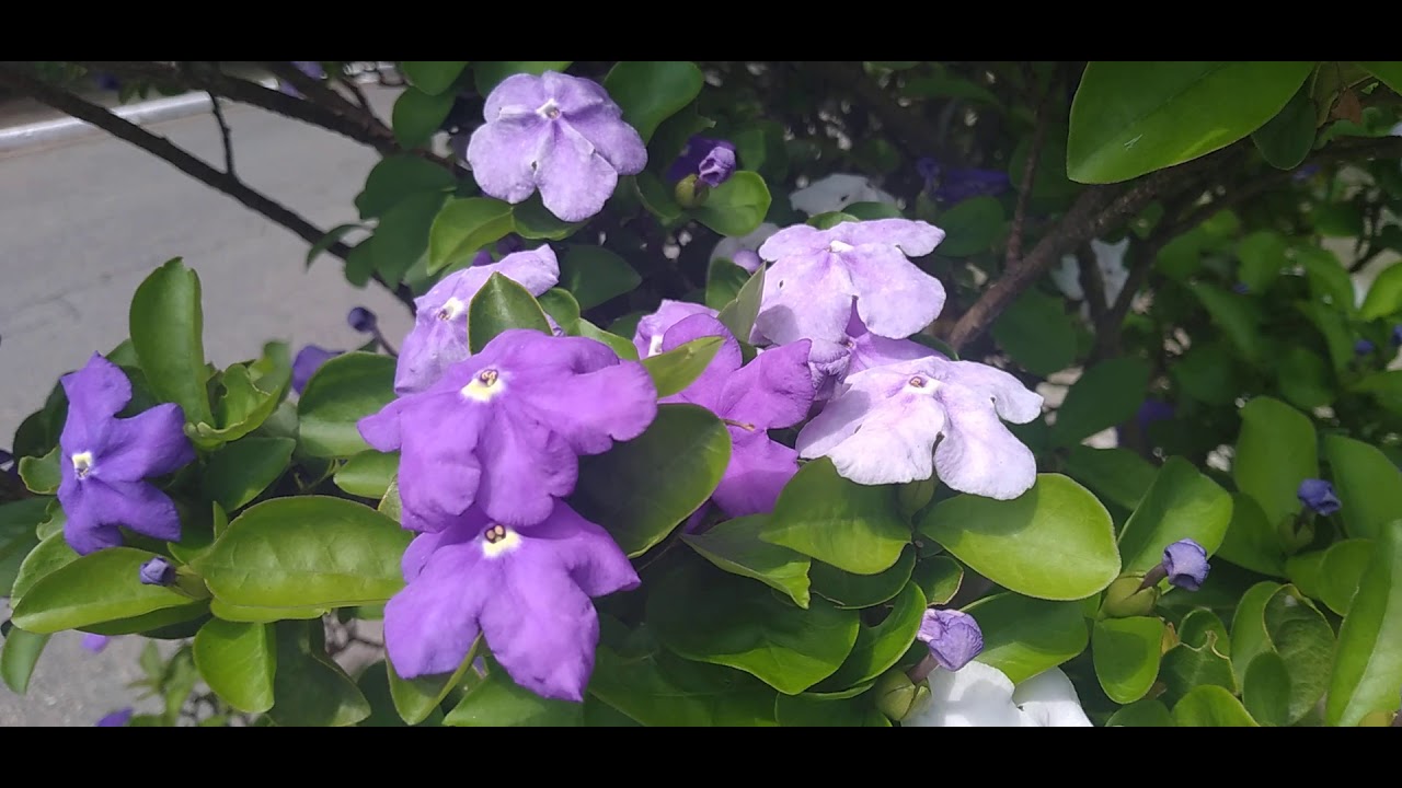 Manacá-de-Cheiro/(Brunfelsia uniflora) [Leitura na Descrição]