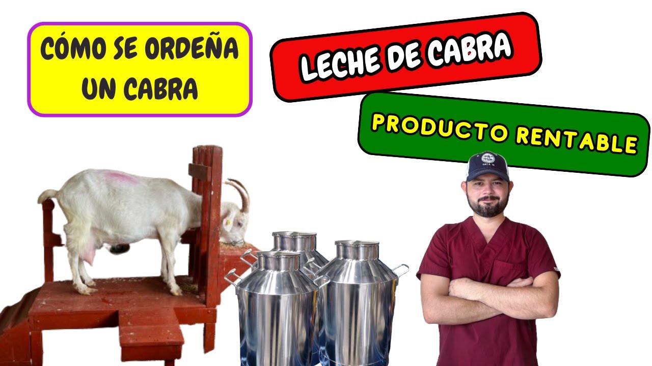 ✅ ¿COMO SE ORDEÑA UNA CABRA? Aprende conmigo sobre ordeña manual de cabras lecheras 🐐🐐