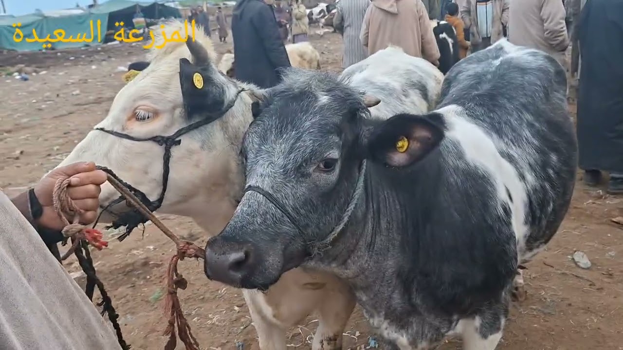 فيديو جديد مباشرة من سوق حد السوالم اليوم بتاريخ اليوم 1/3/2026 مع ذكر الثمن 