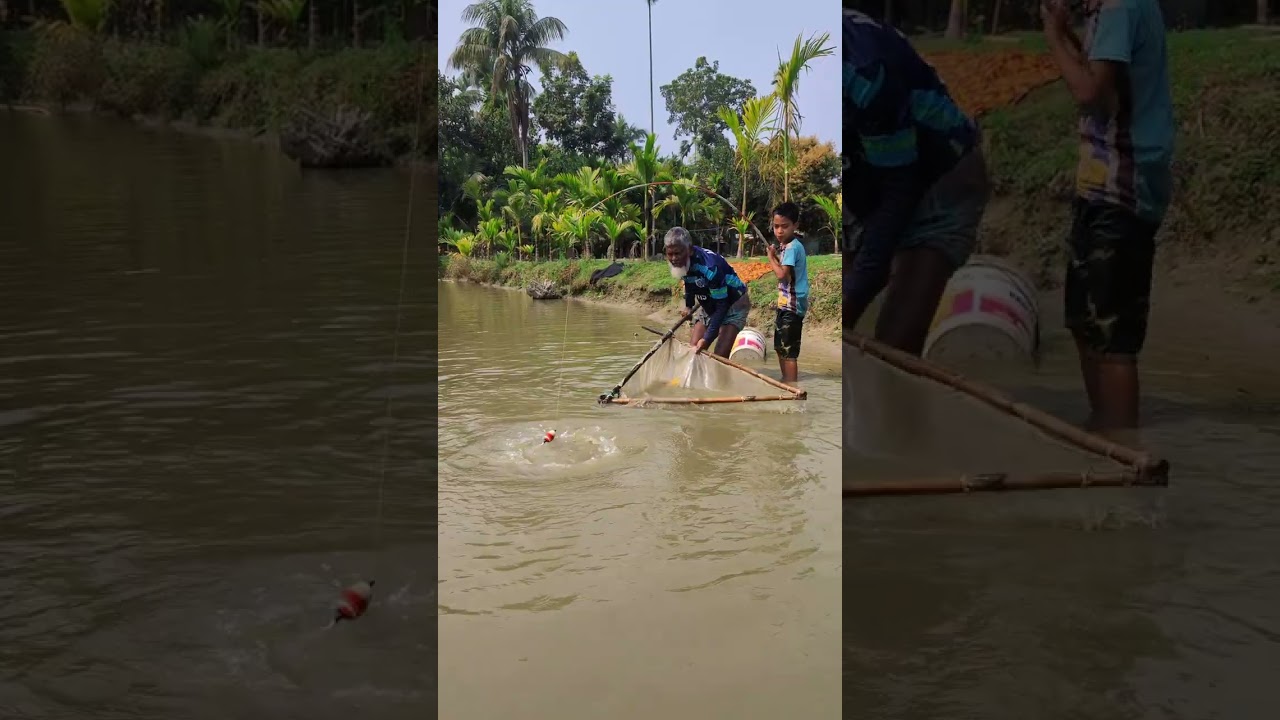 এত বড় মাছ ধরলো দাদা নাতি।