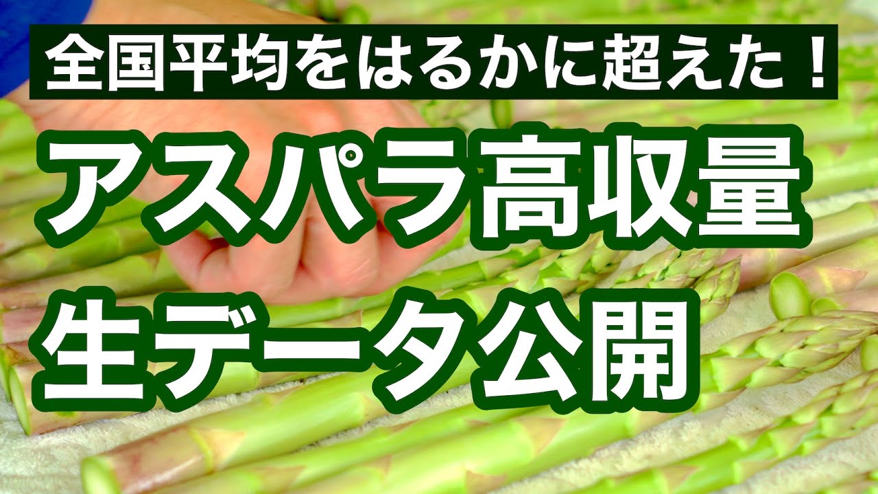 【アスパラガス栽培】1反あたり約3トンを実現！収穫量のリアルなデータと秘訣3つを紹介
