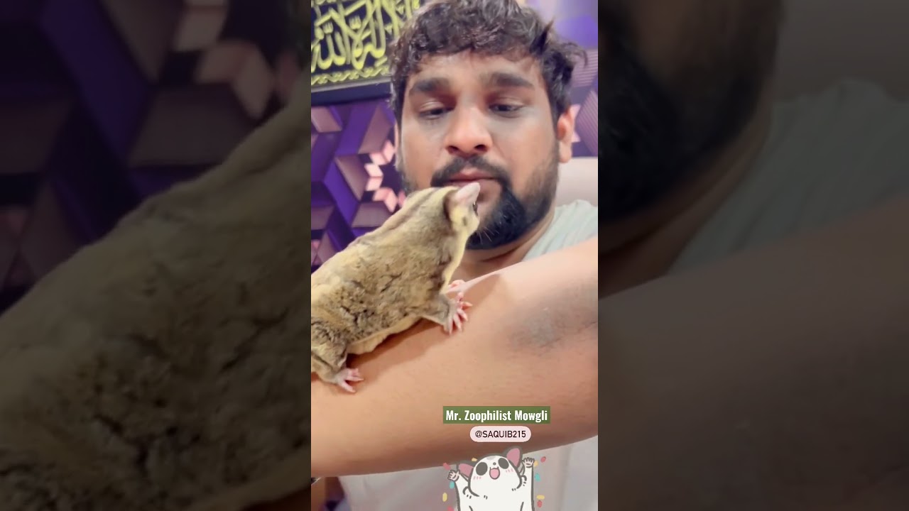 Mr. Zoophilist First Video On Sugar Glider Exotic Pets in INDIA #shorts #animals #india