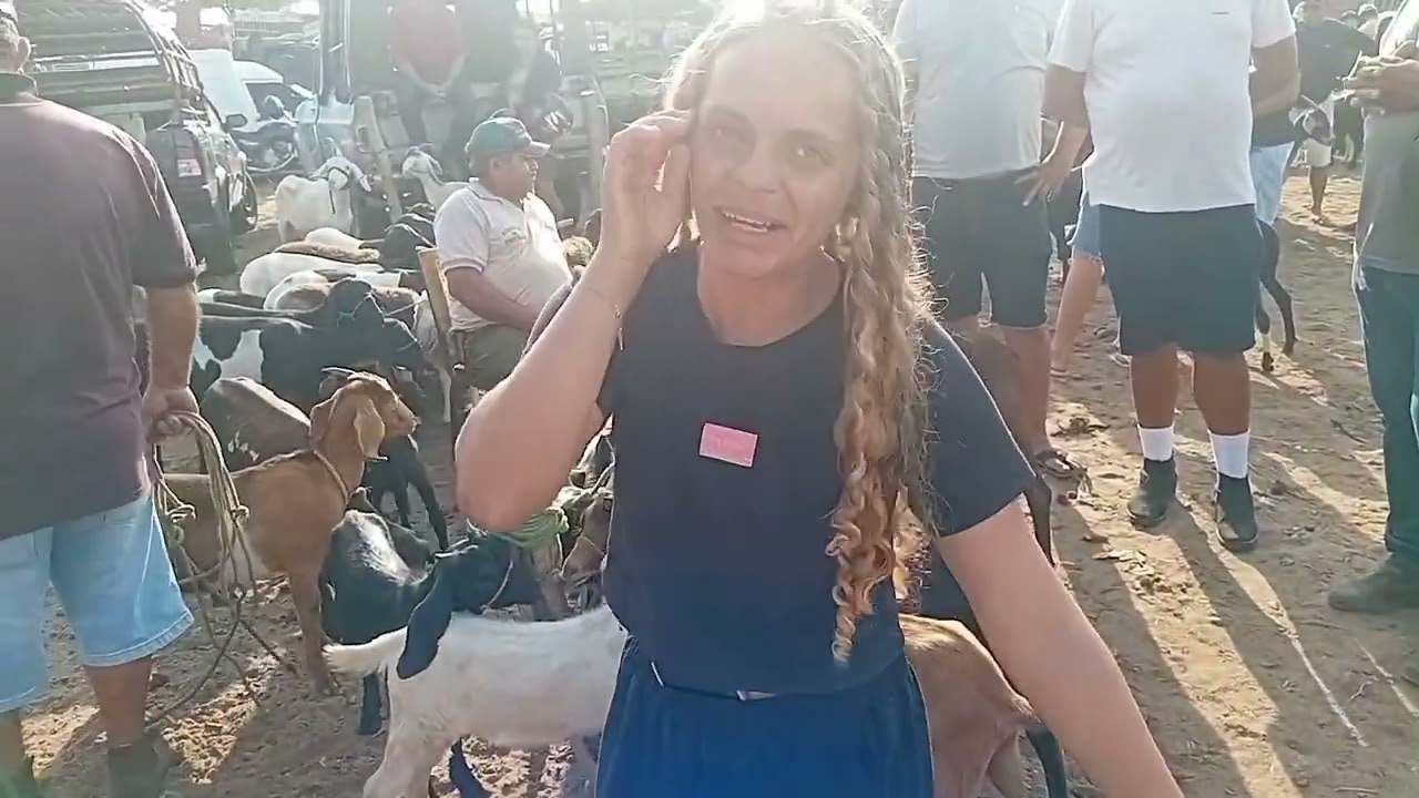 Tabira pe feira de animais 