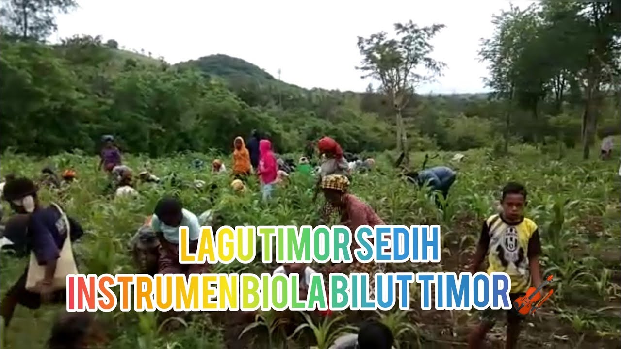 Lagu Bilut Timor. Instrumen Biola 🎼🎼🎼