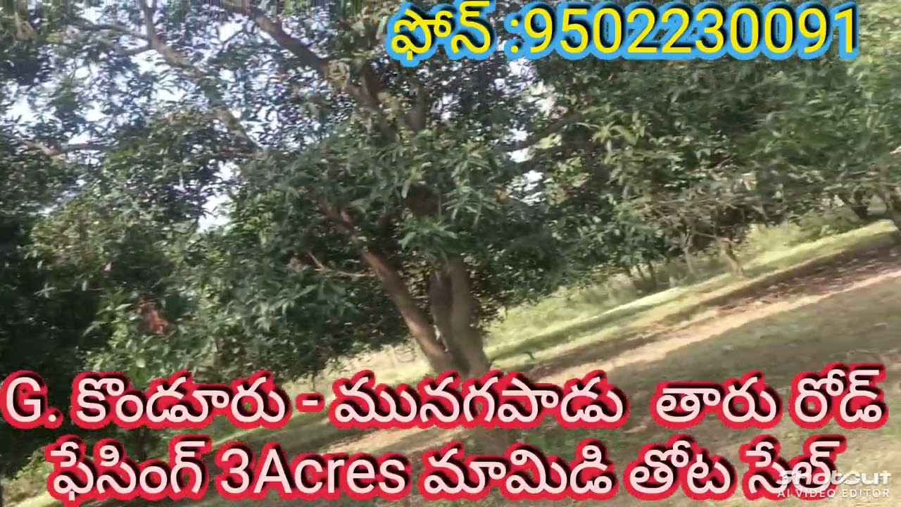 #MANGO GARDEN SALE || G. KONDURU  || Vijayawada || Ibrahimpatnam || Mylavaram || ph:9502230091