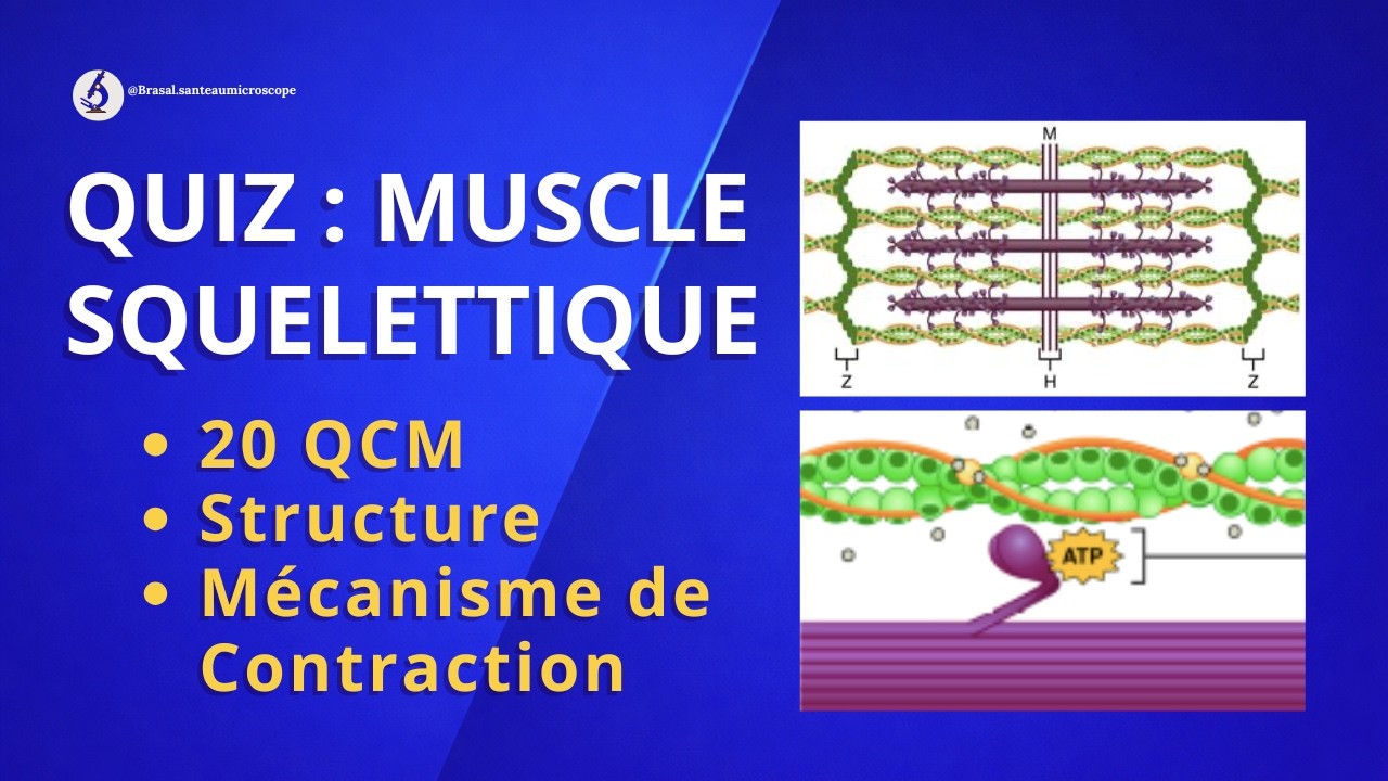 QUIZ  Structure Et  Mécanisme De Contraction Du Muscle Squelettique