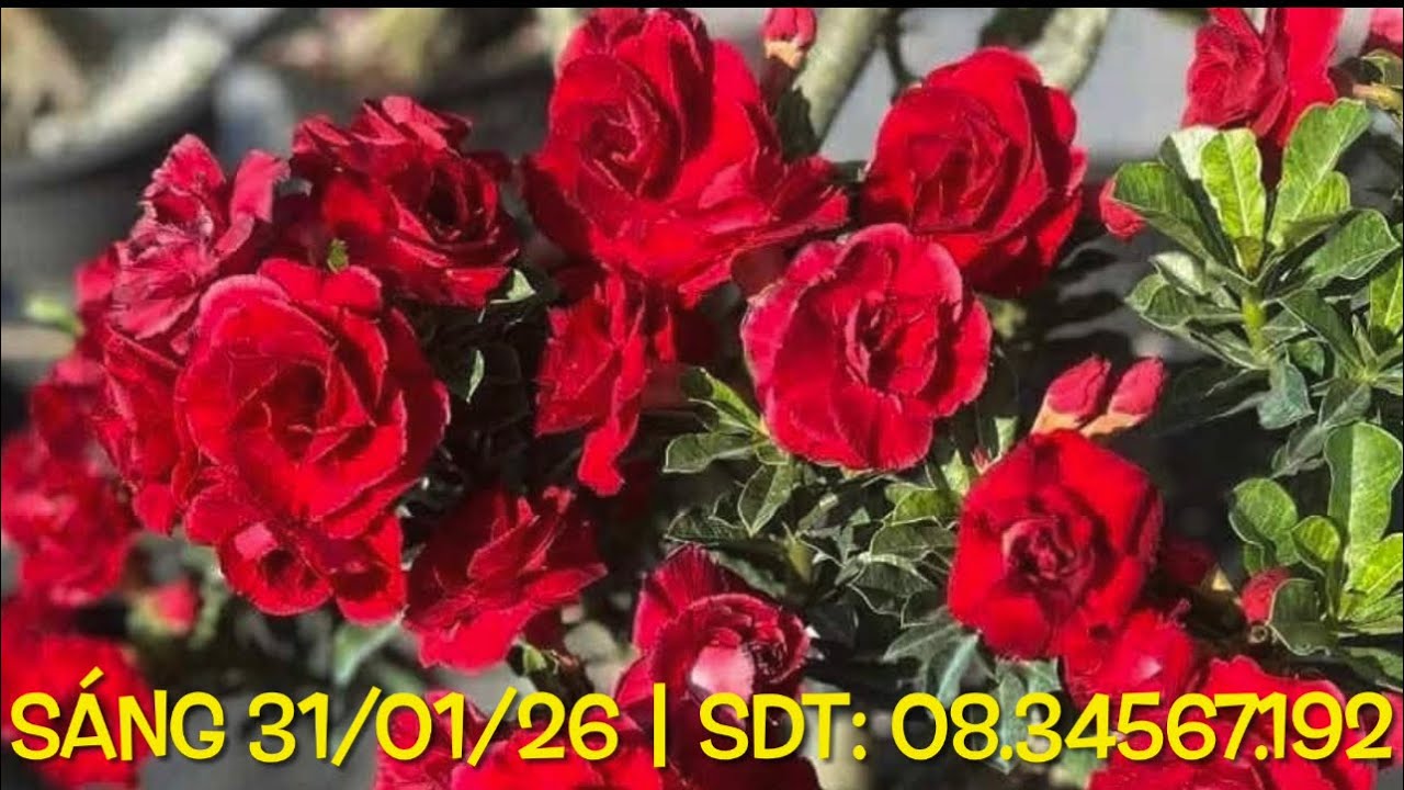 (SÁNG 31/01/26) SỨ GHÉP ĐỦ MÀU CHƠI TẾT LH 08.34567.192