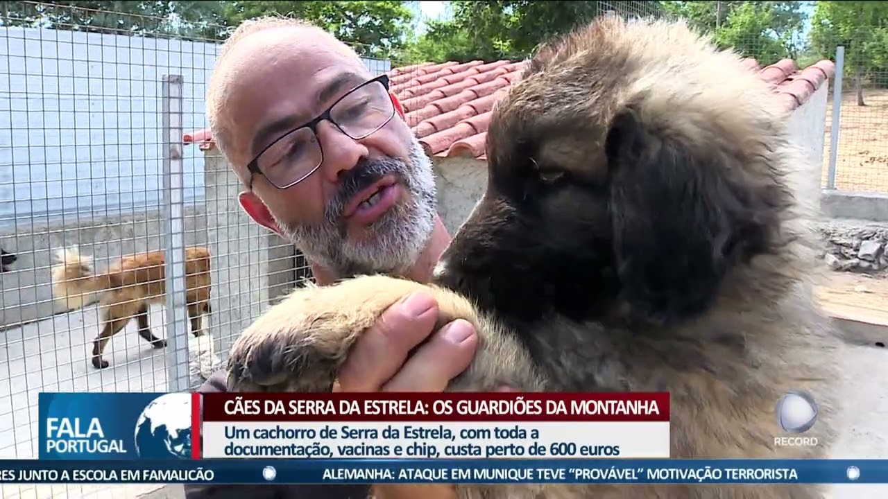 Cães da Serra da Estrela: os guardiões da montanha