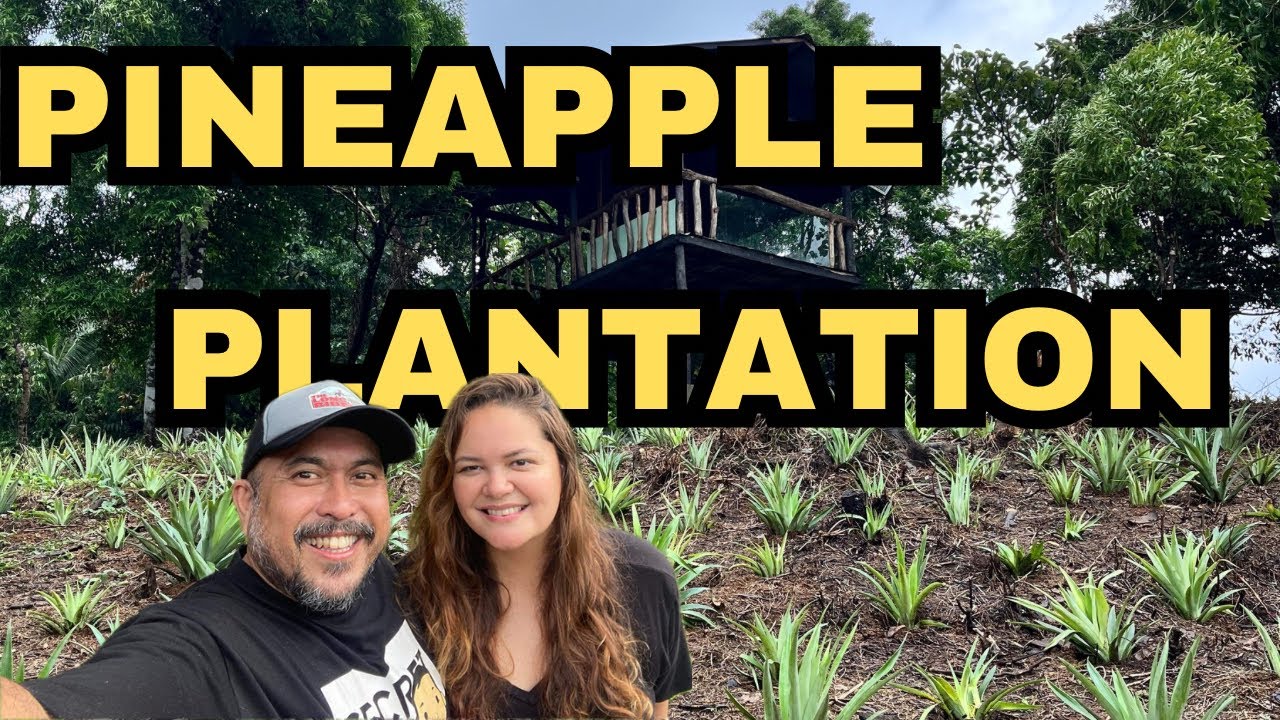 PINEAPPLE FARMING: Visiting our Pineapple plantation in farm