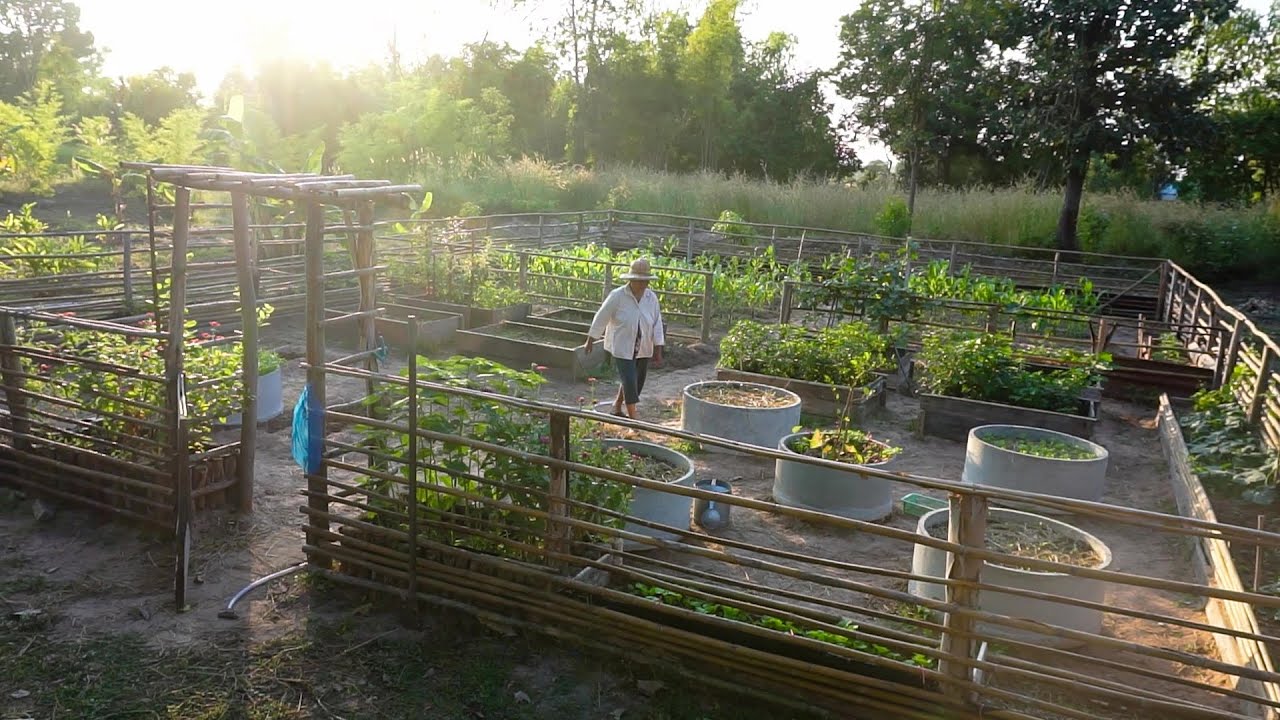 ปลูกผัก เติมพืชพันธุ์ ดื่มด่ำธรรมชาติ my garden looks like an 