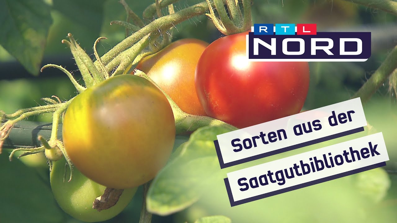 Tomatenzucht: Hier bekommt man seltene Sorten