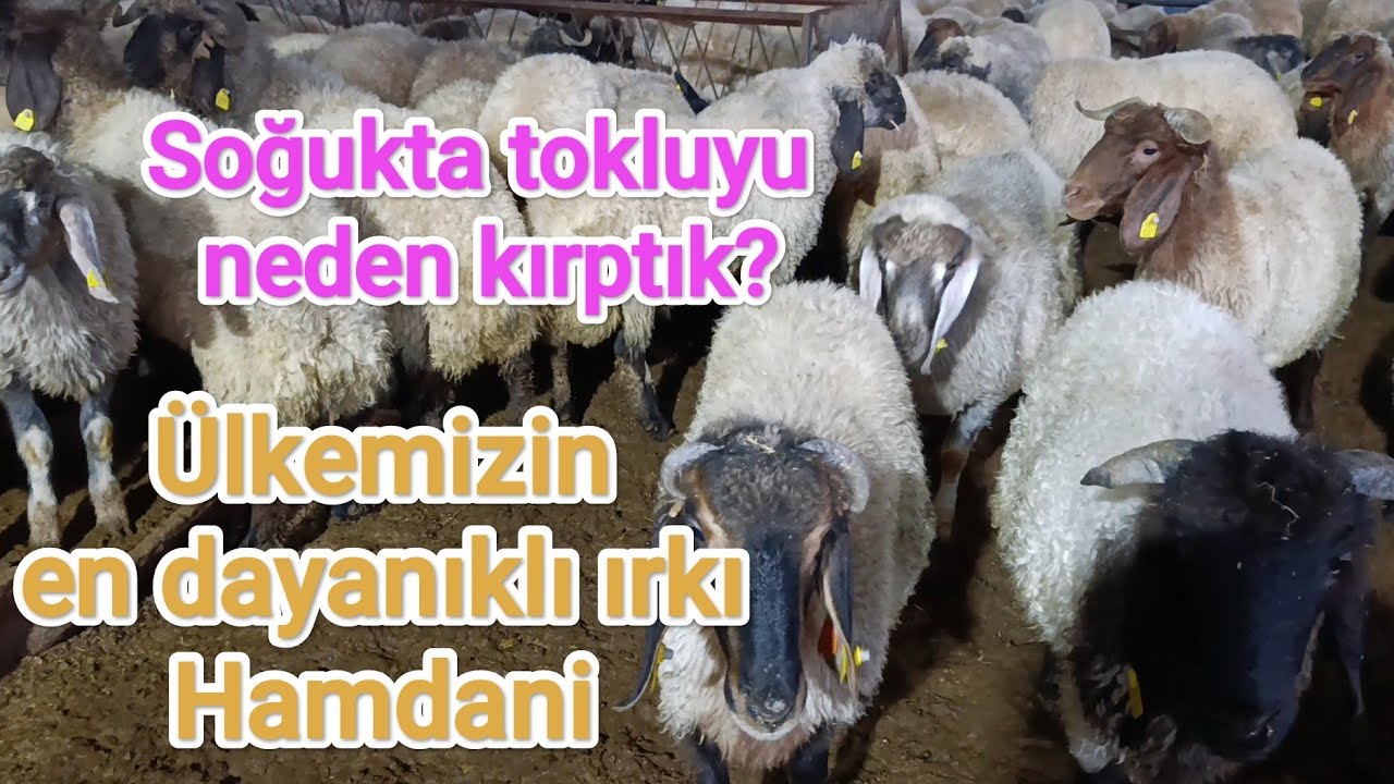Kangal toklu soğukta neden kırkılır. Ülkemizin en dayanıklı ırkı hamdani'yi tanıyalım!.