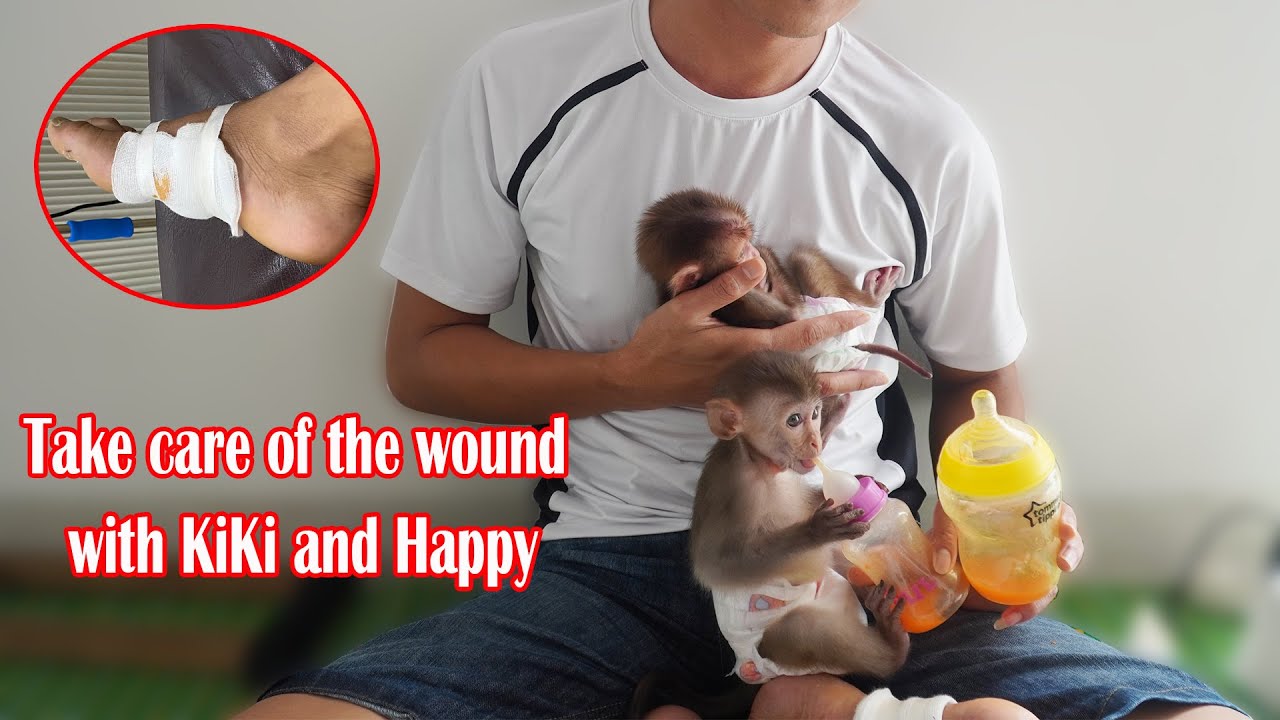 Take care of the wound with KiKi and Happy  • Monkey KiKi