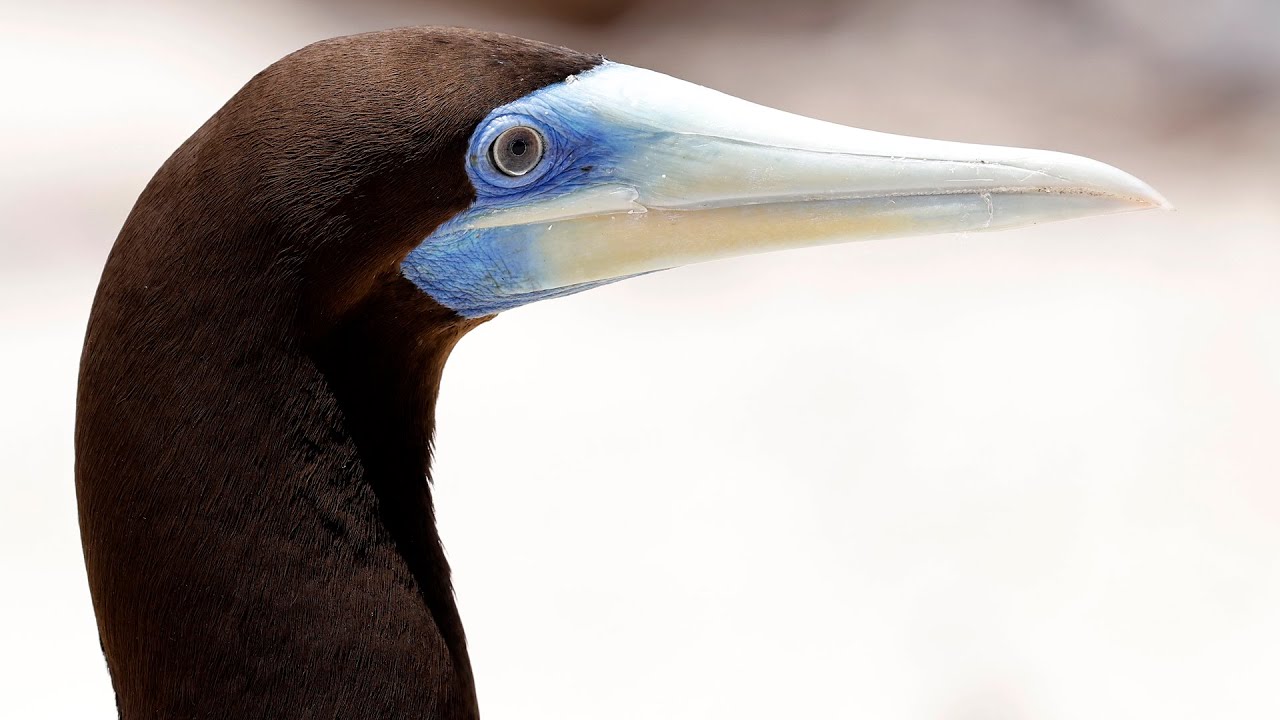 Australia Part 31: our boat-cruise to Michaelmas Cay. Lots of birds (and some fish) Oct 8