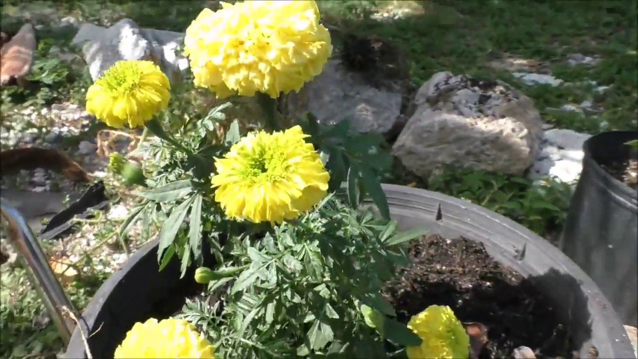 Using Marigolds to combat root knot nematodes