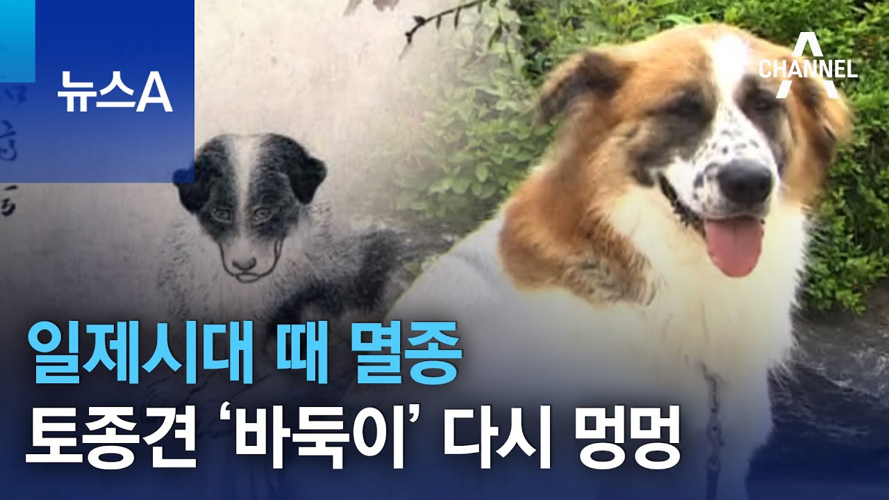 일제시대 때 멸종…토종견 ‘바둑이’ 다시 멍멍 | 뉴스A