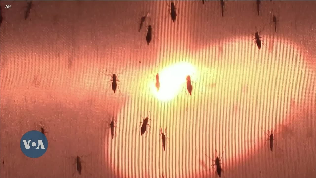 Fight Against Malaria in Africa &lsquo;Remains Precarious&rsquo;