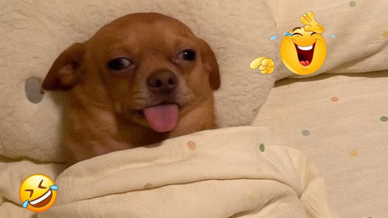 FUNNIEST DOGS On The Internet 😂🐶 I DARE You NOT to LAUGH #6