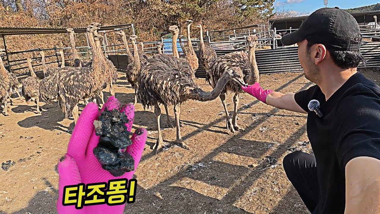 아기타조들 만나다! 타조알빵먹기 타조랜드2부!