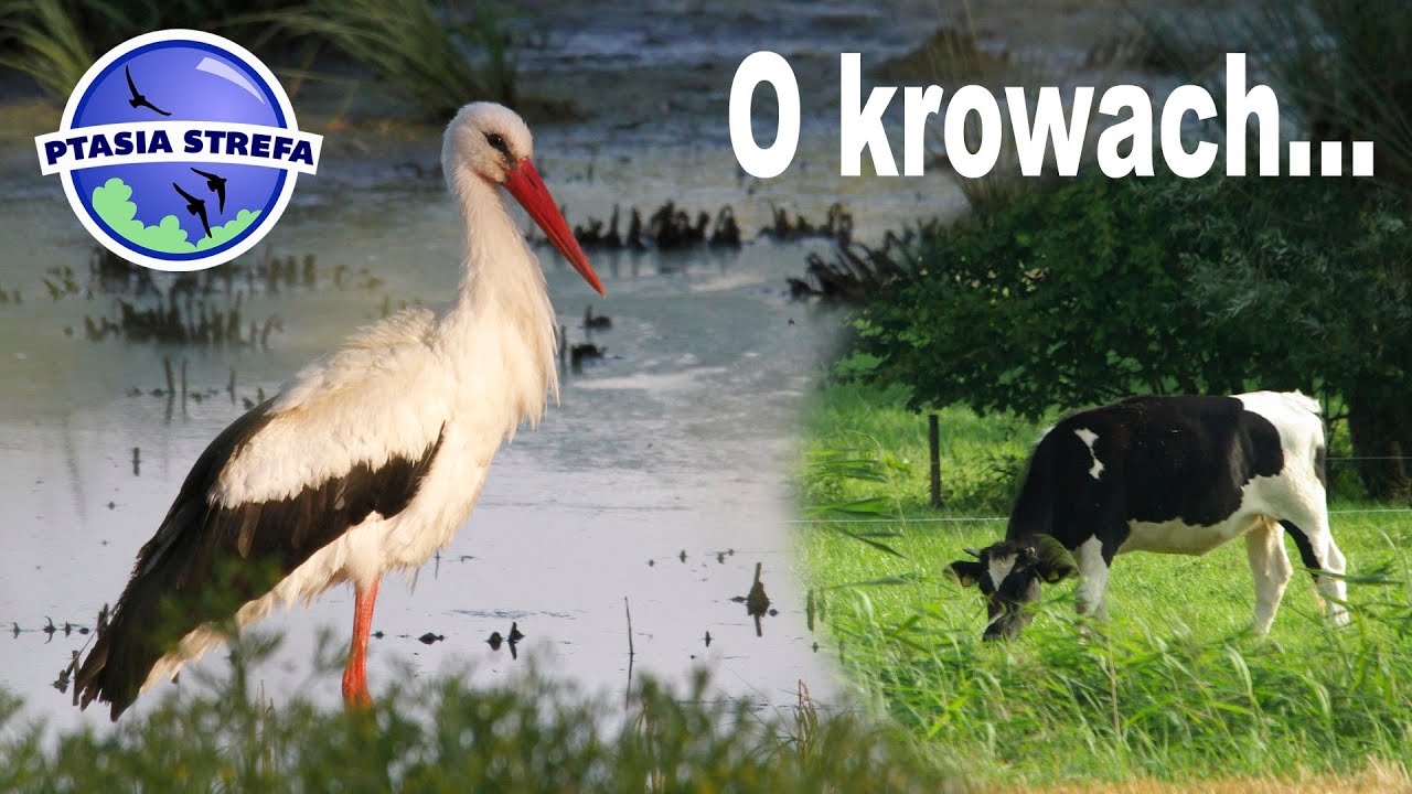 Krowy i ich wpływ na ptaki...