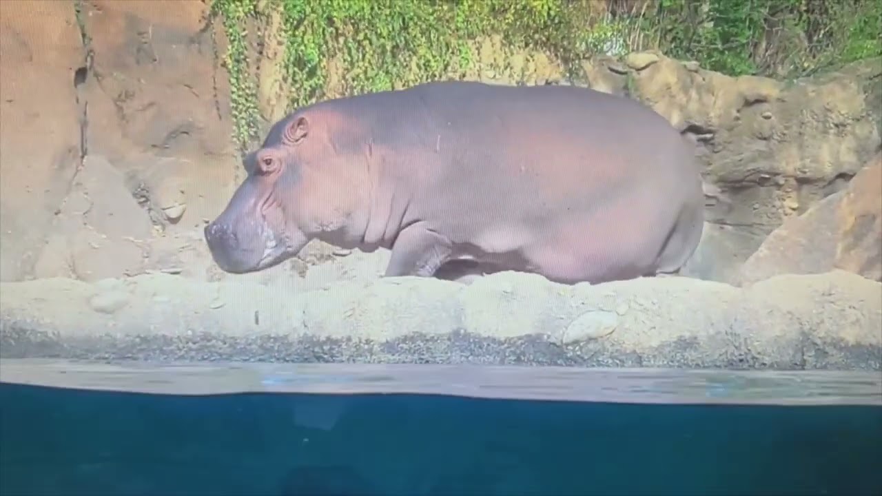 Baby Hippo Fritz Falls in Pool with Fiona - Cincinnati Zoo