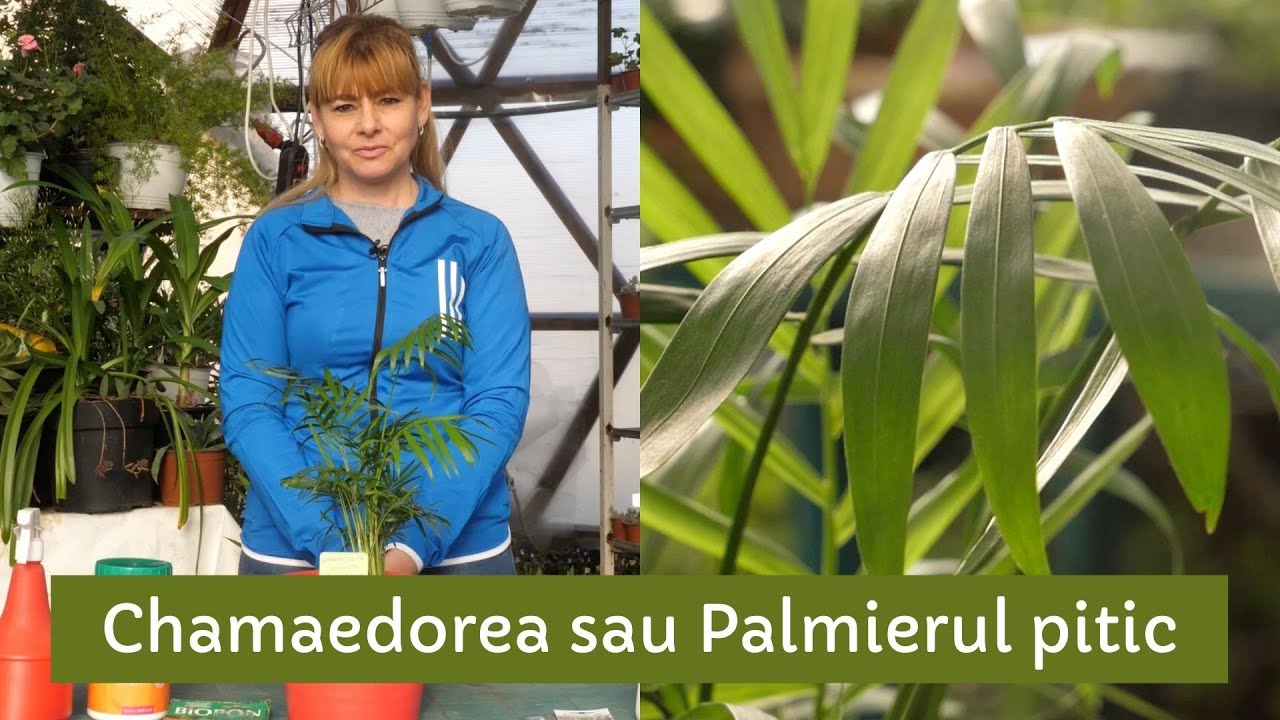 Chamaedorea sau Palmierul pitic: ingrijire, ingrasaminte, daunatori, inmultire, udare