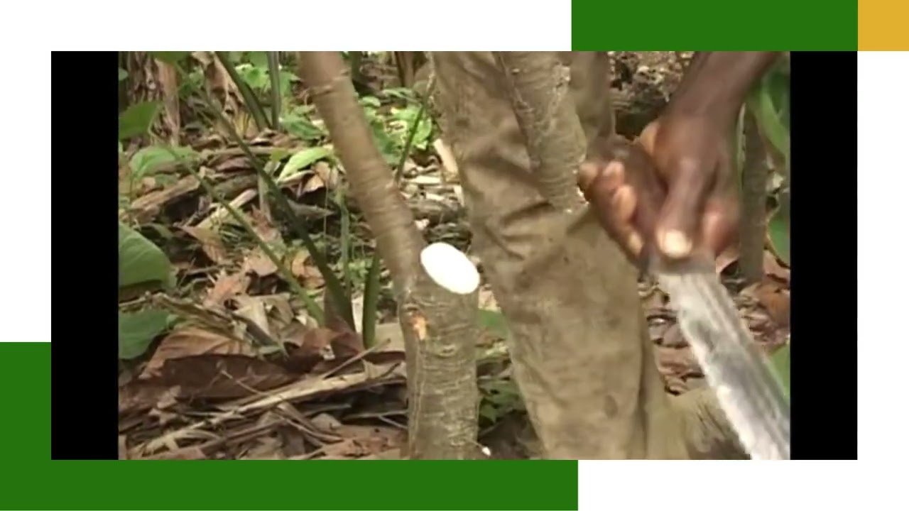 TAILLE DU CACAOYER