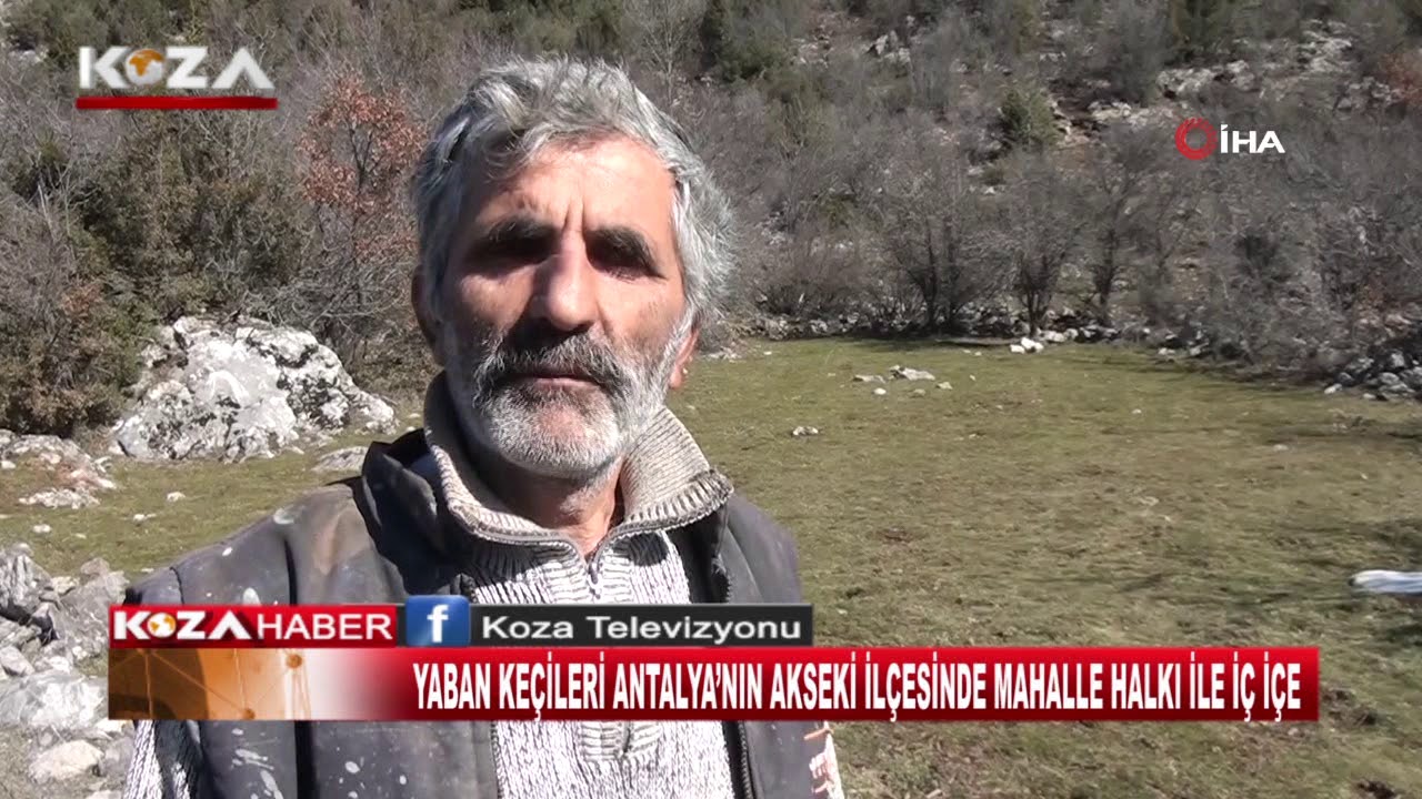 YABAN KEÇİLERİ ANTALYA’NIN AKSEKİ İLÇESİNDE MAHALLE HALKI İLE İÇ İÇE