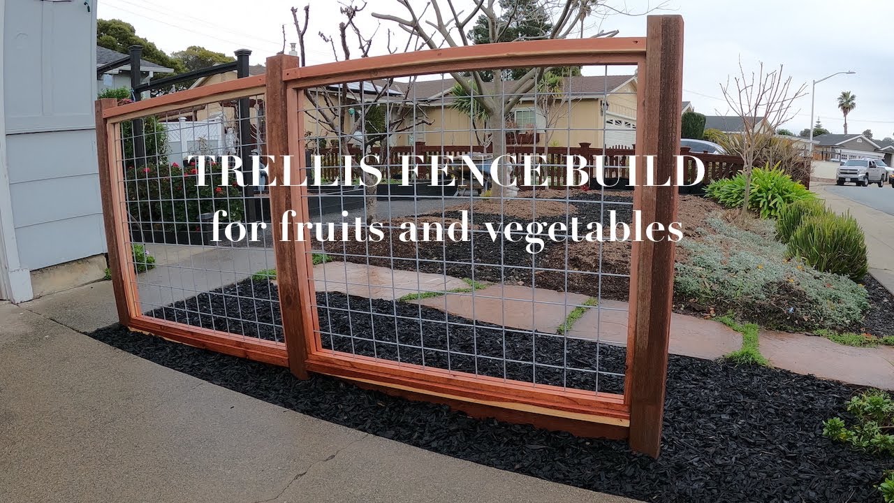 TRELLIS FENCE BUILD for fruits and vegetables