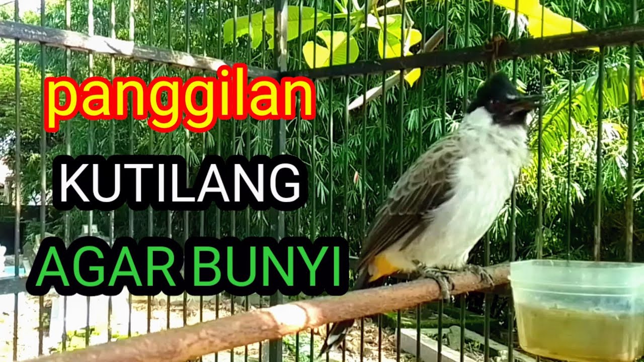 Suara burung kutilang gacor memanggil lawan Ampuh buat pancingan kutilang agar bunyi