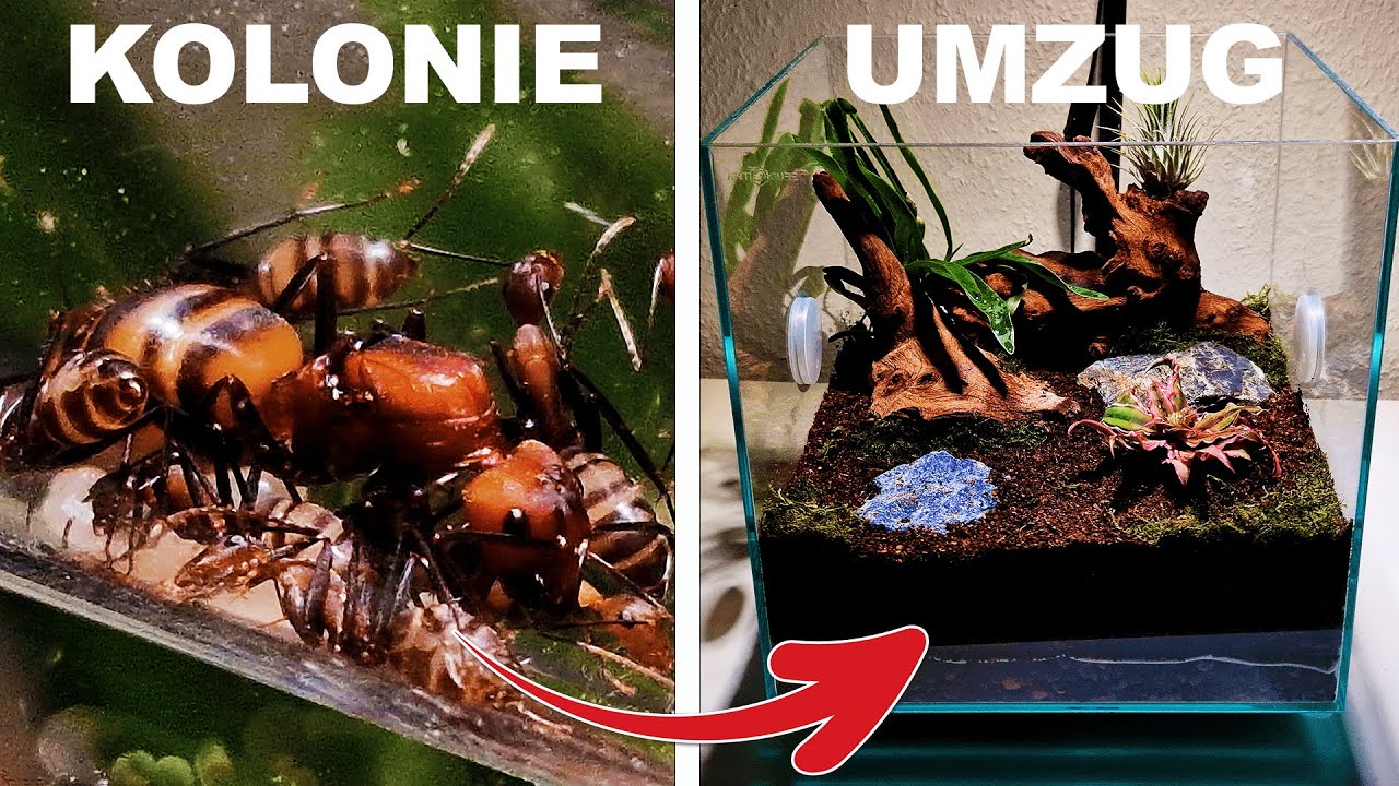 Ich habe ein Ameisenparadies für Taiwan Ameisen kreiert! Nehmen sie es an?