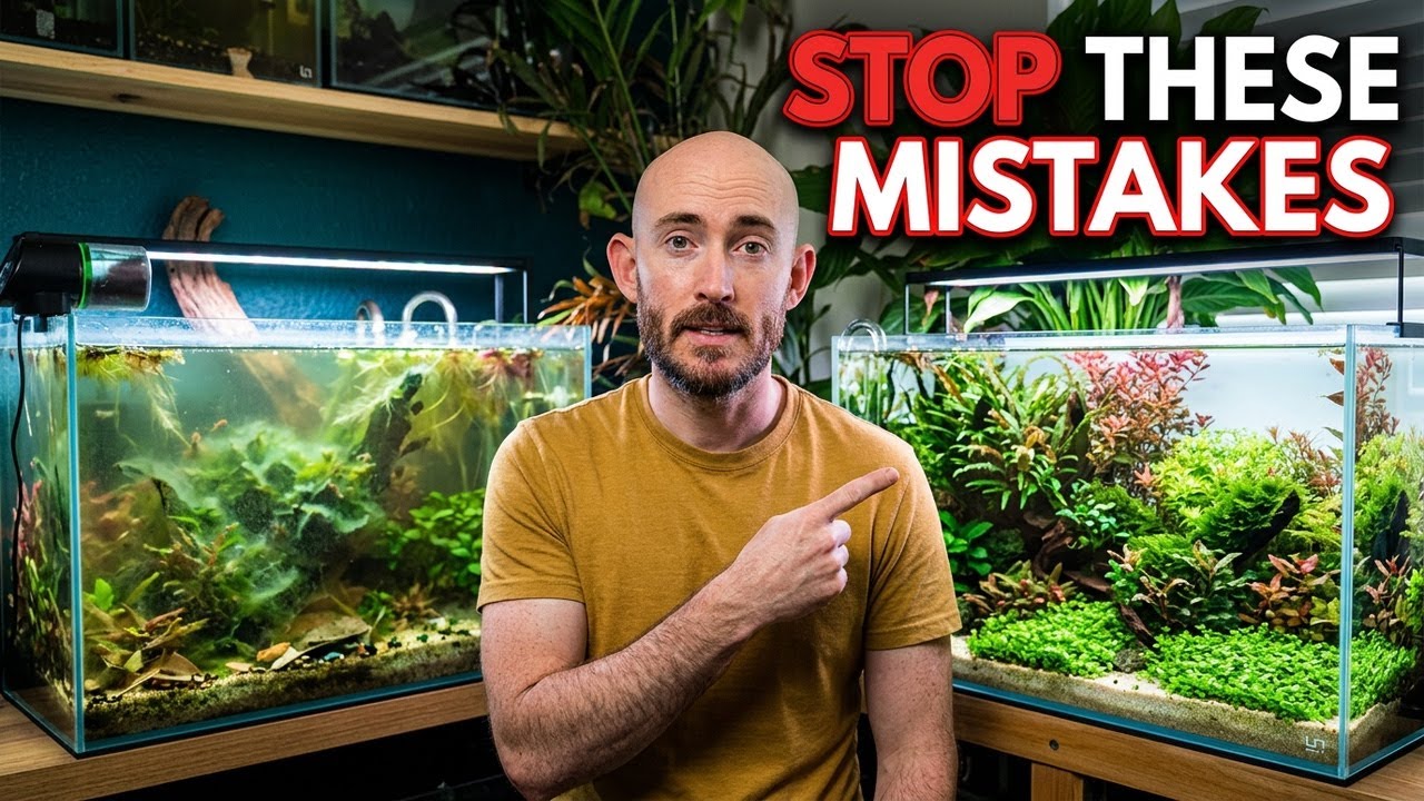 Your Aquascape Is Failing Because of These Mistakes