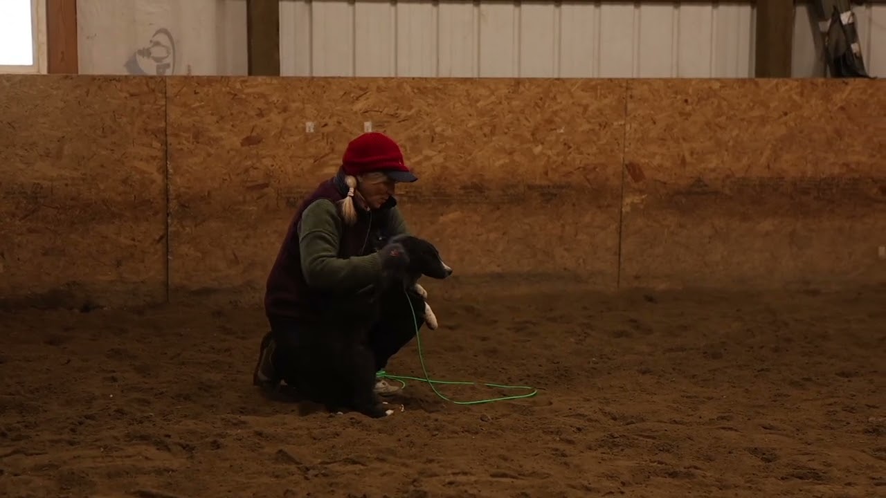 Stock Dog School Module (Recall)