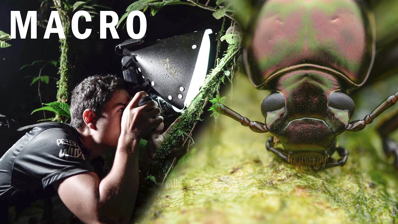 Consejos y Trucos de Fotografía MACRO 🐞​😲​ Una noche en la selva de 🇨🇷​