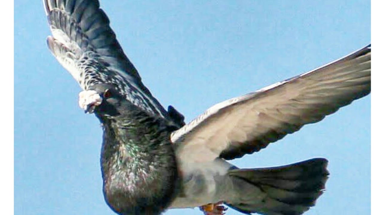 الحمام القورقيرو الطيار.pigeon gorguero