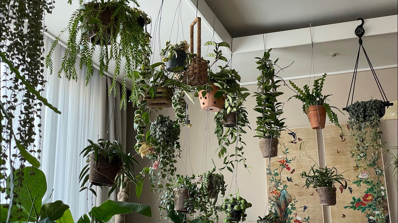 행잉식물 플랜테리어 팁, 저희집 거실 화원 구경오세요.[Hanging Plants for Indoor]