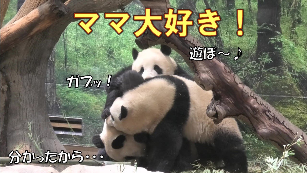 3/3双子パンダ大好きなママにべったり❤くっついたら離れません！giantpanda @tokyo 上野動物園