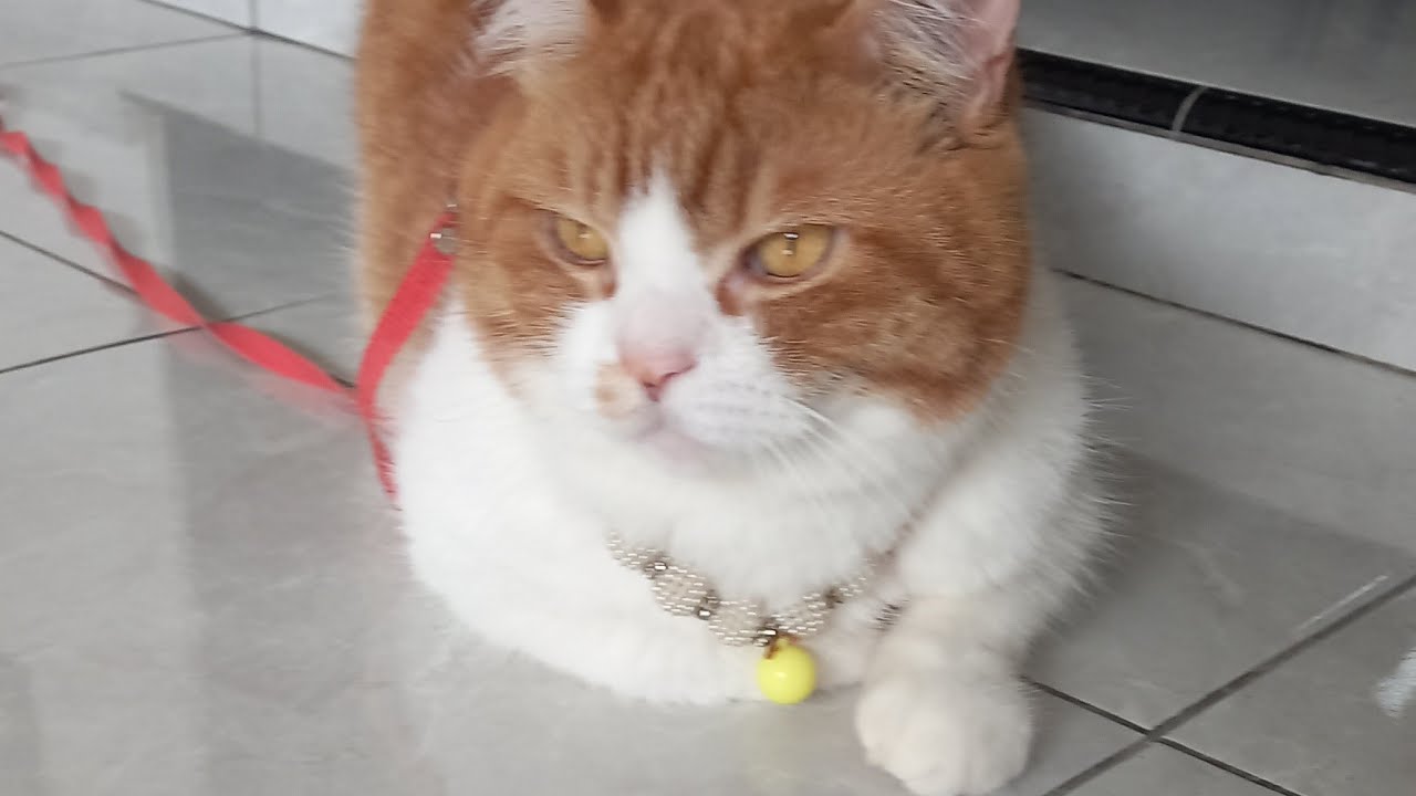 BAO BAO AND NDUT NDUT is live!GOOD MORNING...HAPPY WEEKEND KAWAN🥰@baobaoandndut#catlover#live#cats