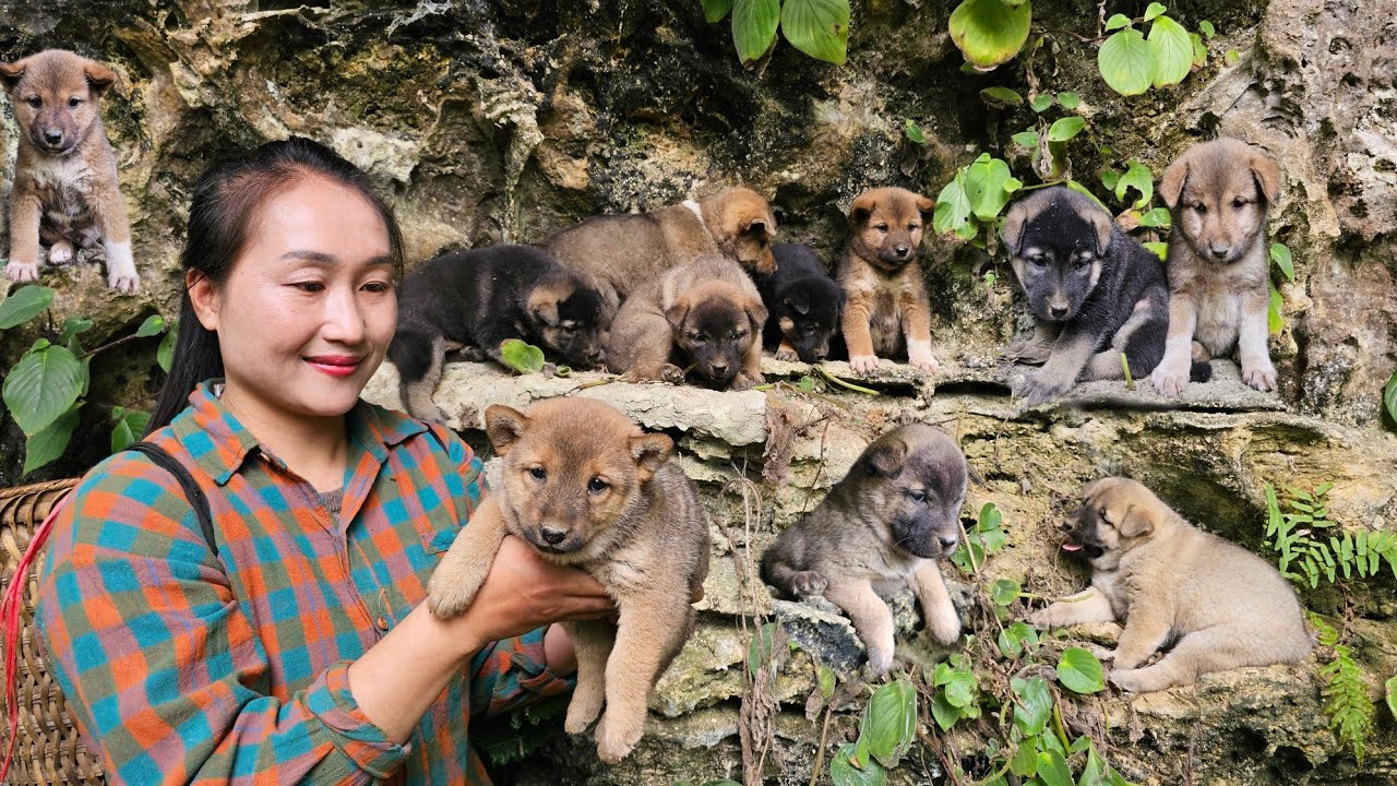 Meet, save puppies abandoned by their mother in a cave on the mountain, harvest forest fruit go sell